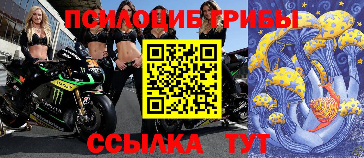 Псилоцибиновые грибы Psilocybe Кудрово